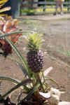 Hawaiian pineapple...there are lots of different types.